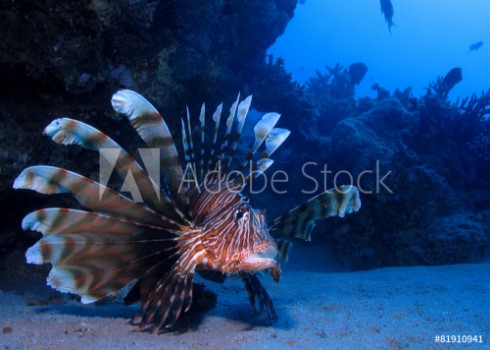 Picture of Lion fish